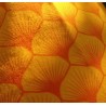 bandeau orange